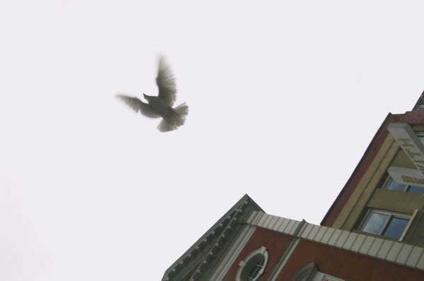 Picture © Peter Marshall, 2004