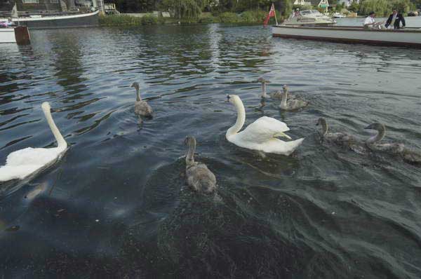 Picture © Peter Marshall, 2004