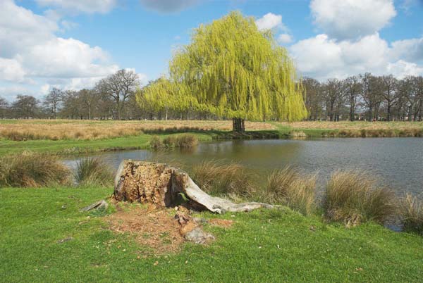 Bushy Park © 2006, Peter Marshall