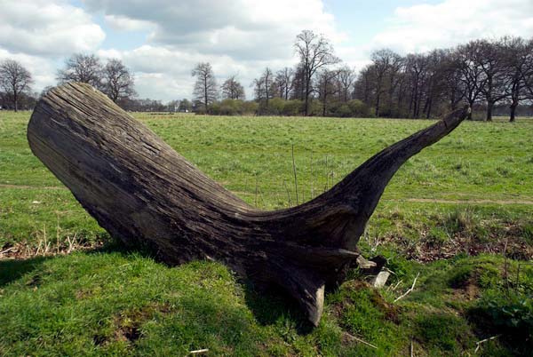 Bushy Park © 2006, Peter Marshall