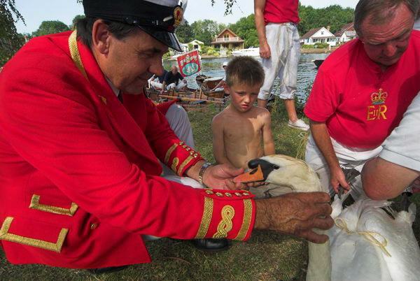 Swan Upping &copy; 2006, Peter Marshall