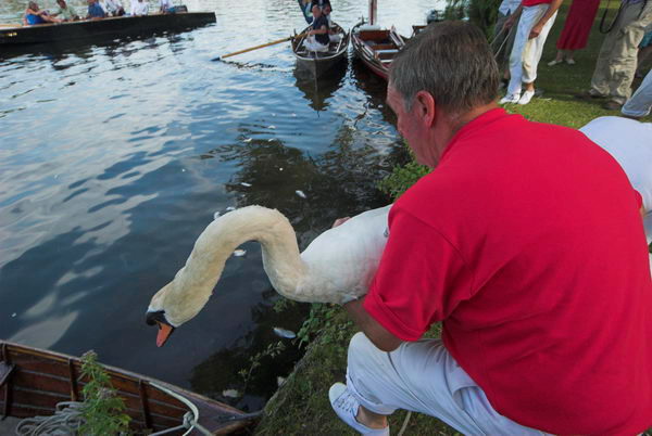 Swan Upping &copy; 2006, Peter Marshall