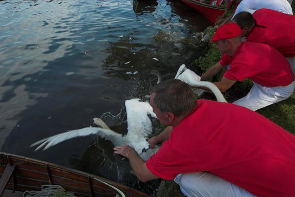 Swan Upping &copy; 2006, Peter Marshall
