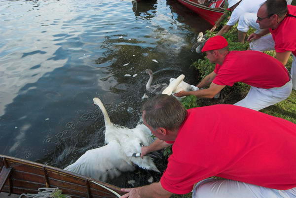 Swan Upping &copy; 2006, Peter Marshall