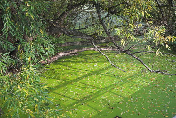 Tottenham to Walthamstow © Peter Marshall, 2006