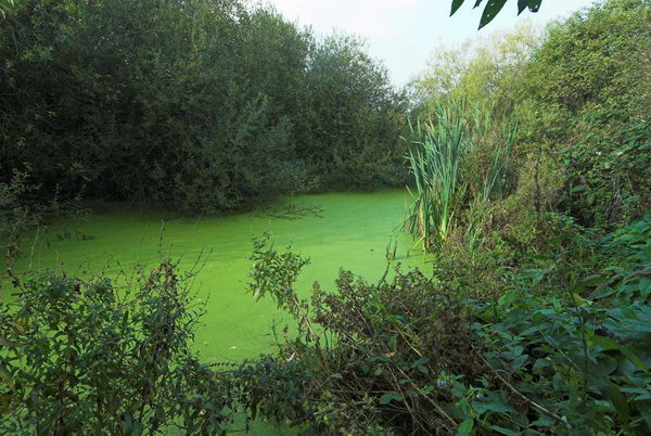 Tottenham to Walthamstow © Peter Marshall, 2006