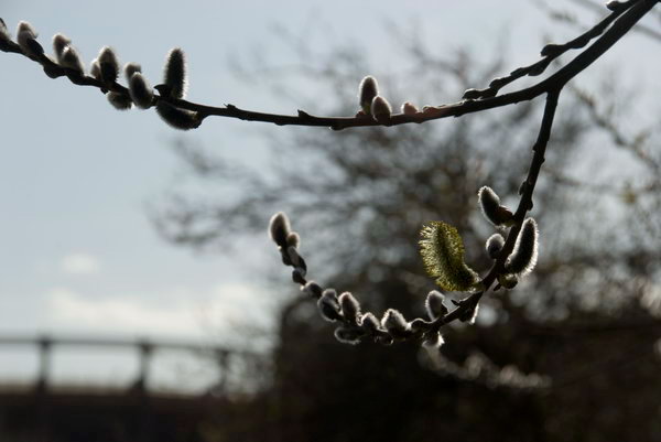 Bow Back Rivers © 2007, Peter Marshall