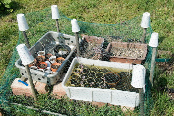 Manor Gardens © 2007, Peter Marshall