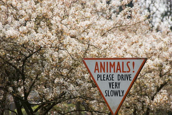 Amberley, Sussex © 2007, Peter Marshall