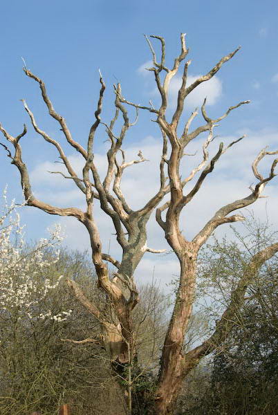 Amberley, Sussex © 2007, Peter Marshall