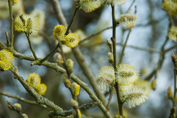 Amberley, Sussex © 2007, Peter Marshall