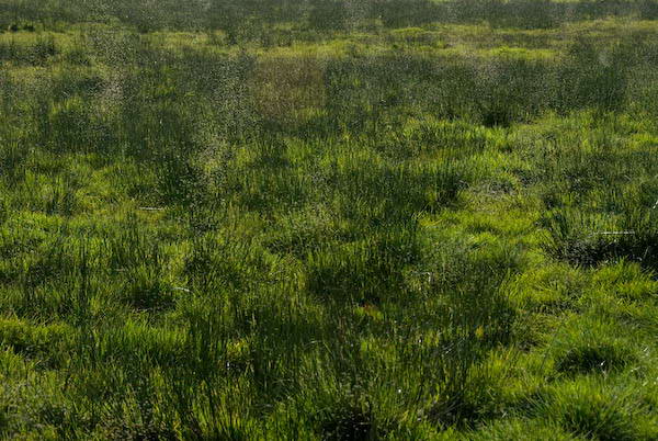 Amberley, Sussex © 2007, Peter Marshall