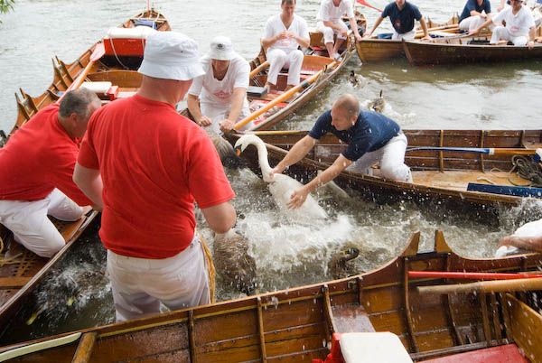 Swan Upping © 2007. Peter Marshall