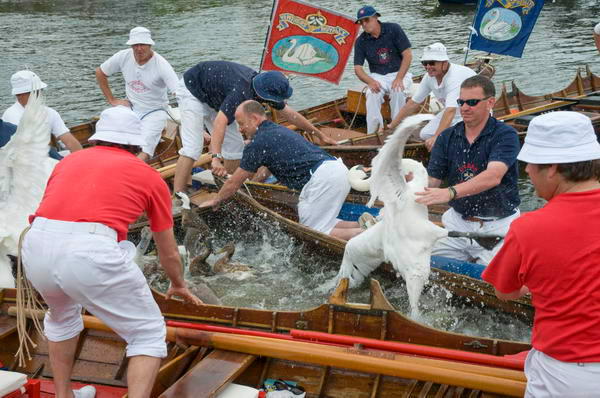 Swan upping